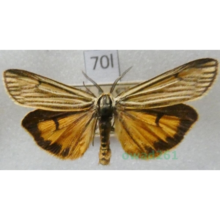 Coscinia striata  (Linnaeus, 1758) male Czech70l
